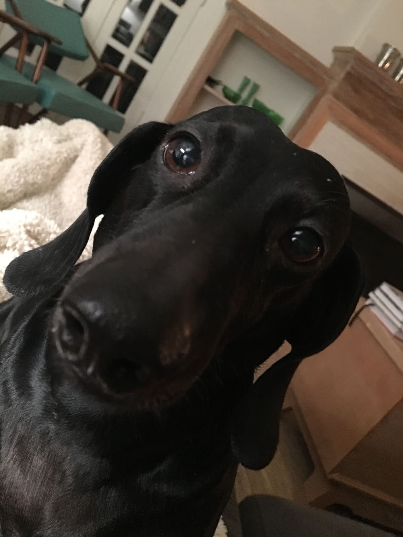 Professional pet care and home support image